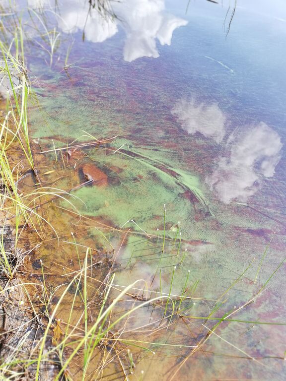 Päällinjärvi (14.633.1.001)-Taukopaikka-ObsIMG-201907231301-70.jpg