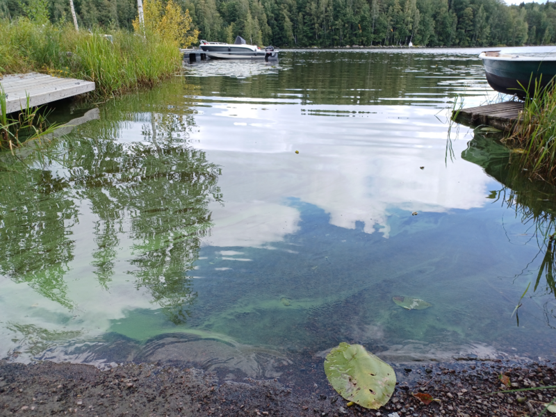 Tiedosto:Pyhäjärvi (35.211.1.001)-Valtakunnallinen sinileväseuranta (Lehtiniemi)-ObsALG-202308231255-64e5d72f758bb.png