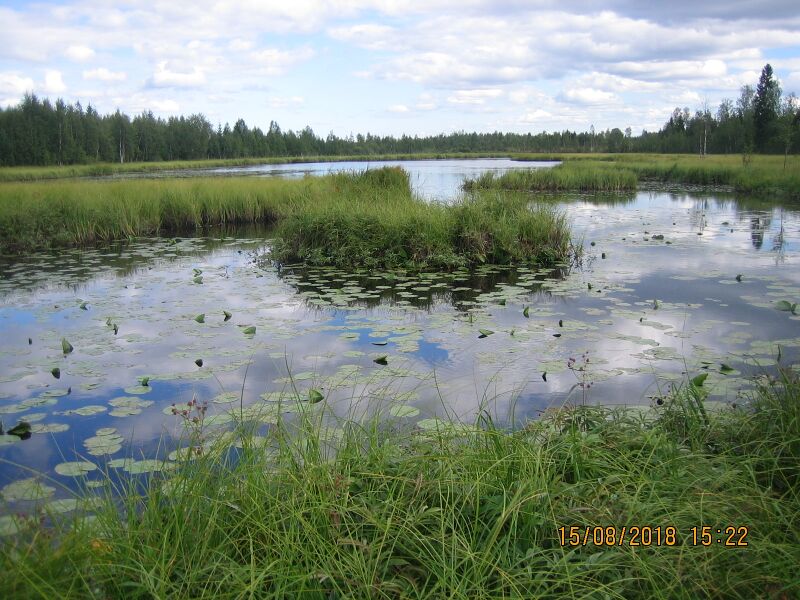 Tiedosto:Honkilampi lannesta.JPG