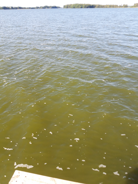 Köyliönjärvi (34.054.1.001)-Valtakunnallinen sinileväseuranta (Yttilän Otta)-ObsALG-202308151537-64db713a8ed72.png