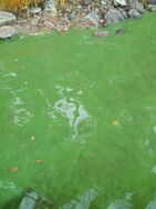 Kallavesi (yhd.)/Metsämaja