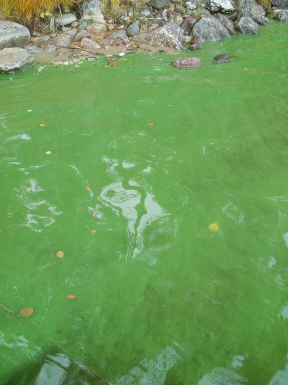 Kallavesi (yhd.)-Metsämaja-ObsIMG-202010011145-86.jpg