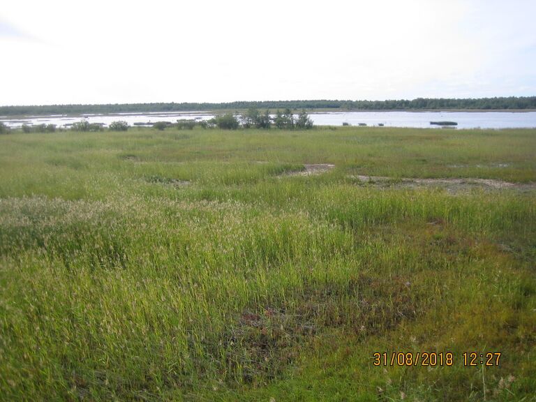 Parhalahden lintutornista.JPG