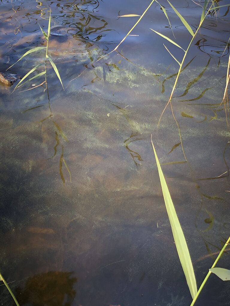 Hankavesi - Lonkari (14.712.1.001)-Säkkäränniemi-ObsIMG-202007151842-32.jpeg