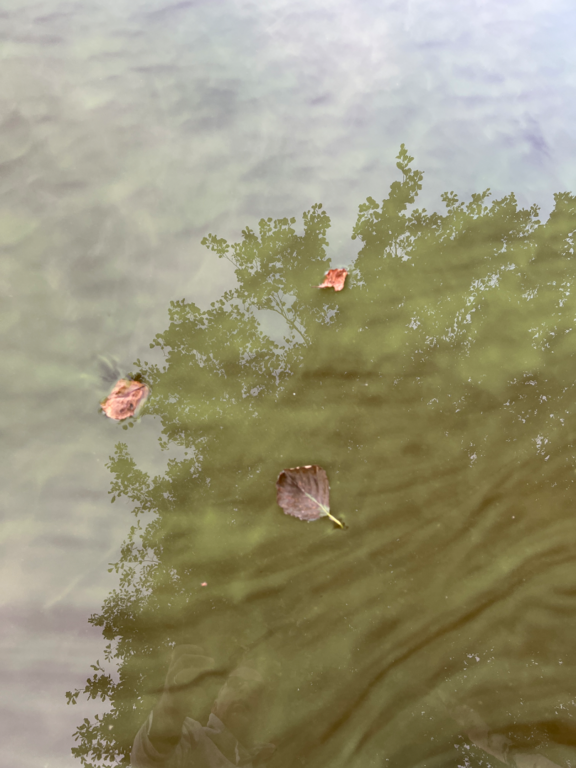 Heiniö (14.937.1.014)-Länsiranta-ObsALG-202508221925-1755880197832.png