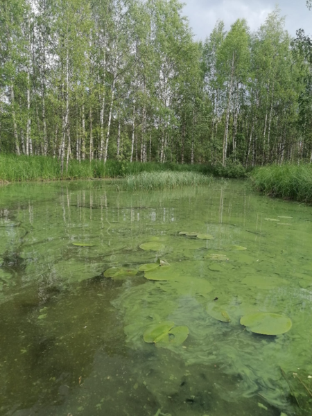 Tiedosto:Jaurakaisjärvi (60.065.1.001)-Jaurakainen-ObsALG-202306281348-64a15650e373a.png