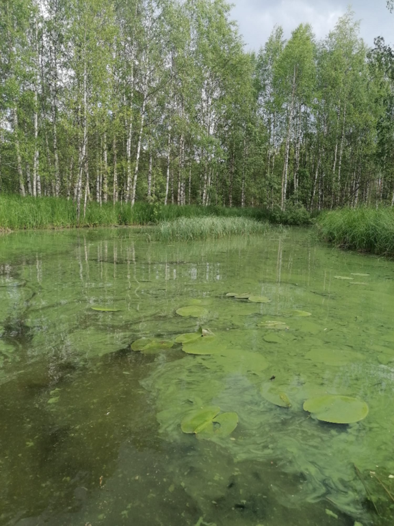 Jaurakaisjärvi (60.065.1.001)-Jaurakainen-ObsALG-202306281348-64a15650e373a.png