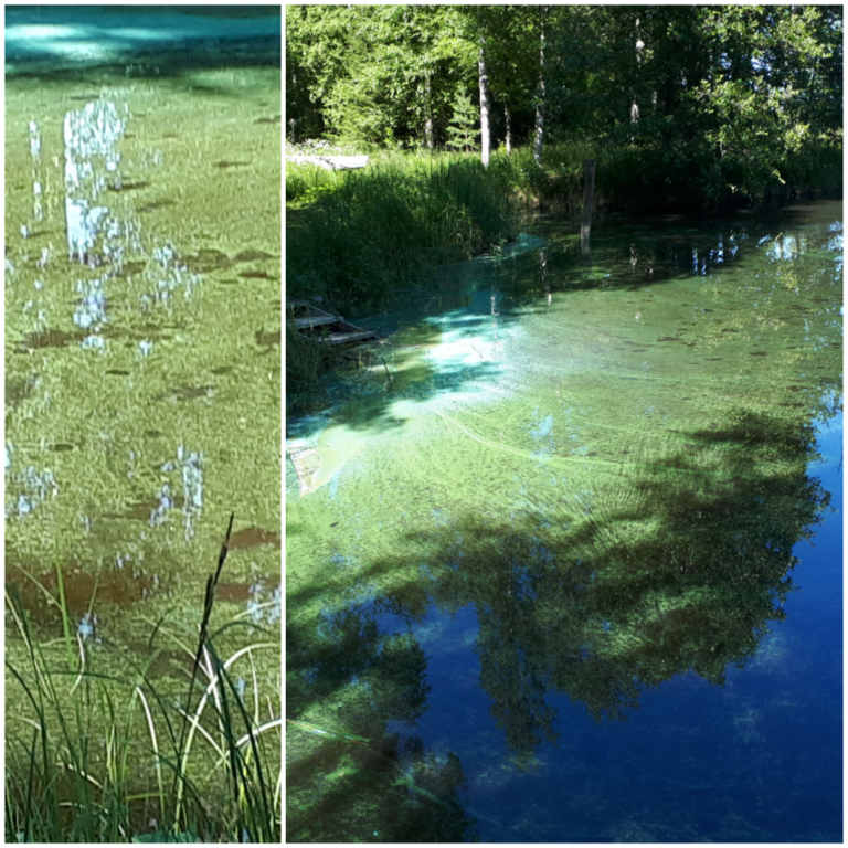 Kallavesi (yhd.)-Rotarien sinileväseuranta (Puutossalmi)-ObsIMG-202107021453-60edd2a24d8b6.png