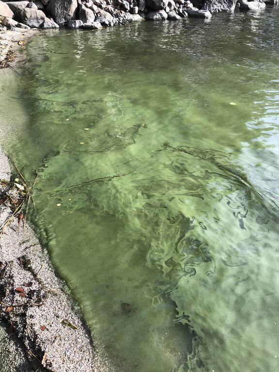 Mannervesi-Valtakunnallinen sinileväseuranta (Iso Marjakari)-ObsALG-201909281521-24.jpeg