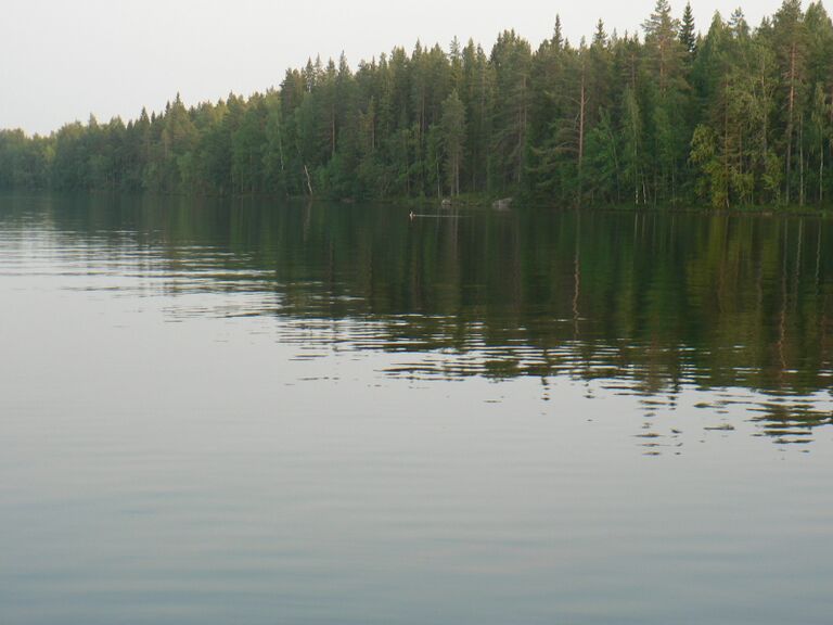 2 Kuikka Pääskysaaren vesillä.JPG