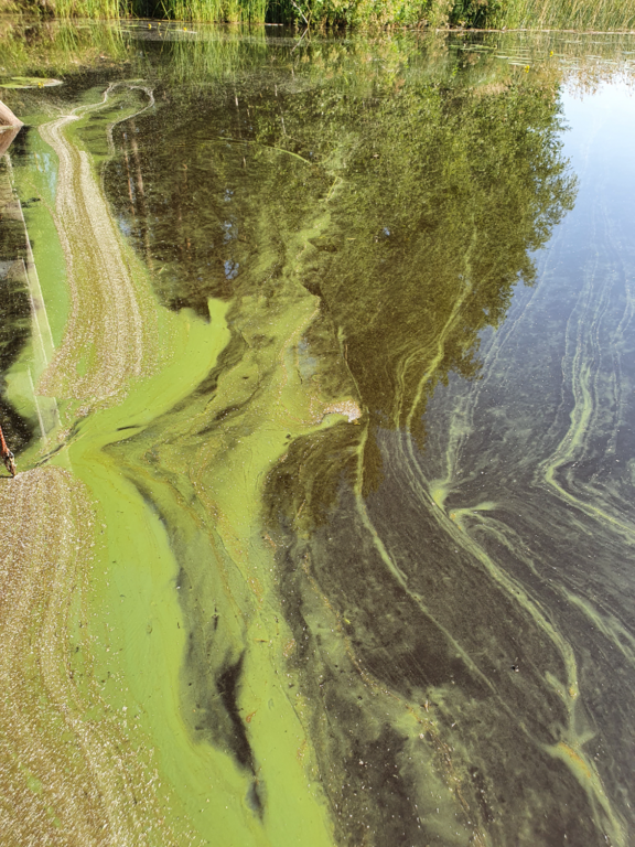 Evijärvi (47.021.1.001)-Evijärvi, Karhusaari-ObsALG-202107270850-60ff9f409728f.png