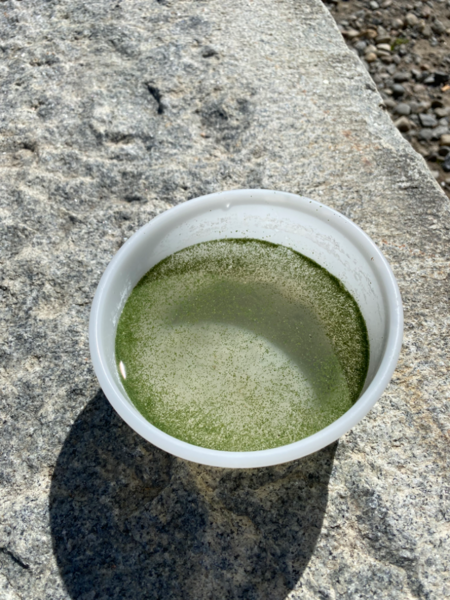 Tiedosto:Näsijärvi (yhd.)-Koirien uimapaikka-ObsALG-202406221215-667708676bdfd.png