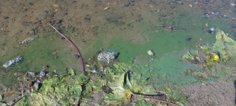 Tiedosto:Pietarsaaren edusta-Storströmmen-ObsALG-202107251044-60fd265976be4.png