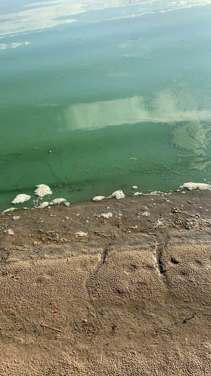 Riihilampi (04.311.1.061)-Rantala-ObsSECCHI-201907222019-99.jpg