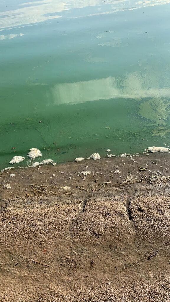 Riihilampi (04.311.1.061)-Rantala-ObsSECCHI-201907222019-99.jpg