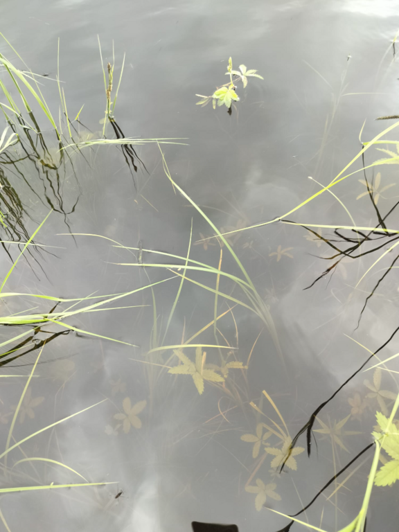 Rytinkijärvi (61.522.1.001)-Valtakunnallinen sinileväseuranta (Rytinkisalmi)-ObsIMG-202507080910-1751955121625.png