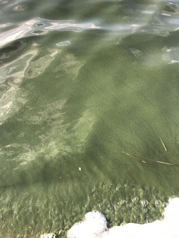 Aalisjärvi (67.954.1.001)-Aalisjärvi-ObsIMG-201807061915-88.jpeg