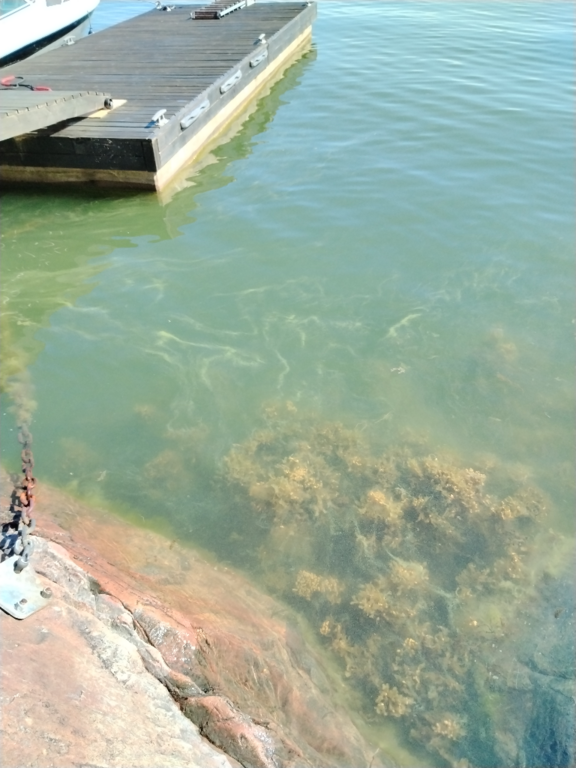 Havainto-Bkörkholm, Nauvo-ObsIMG-202307111050-64ad09ef41e9f.png