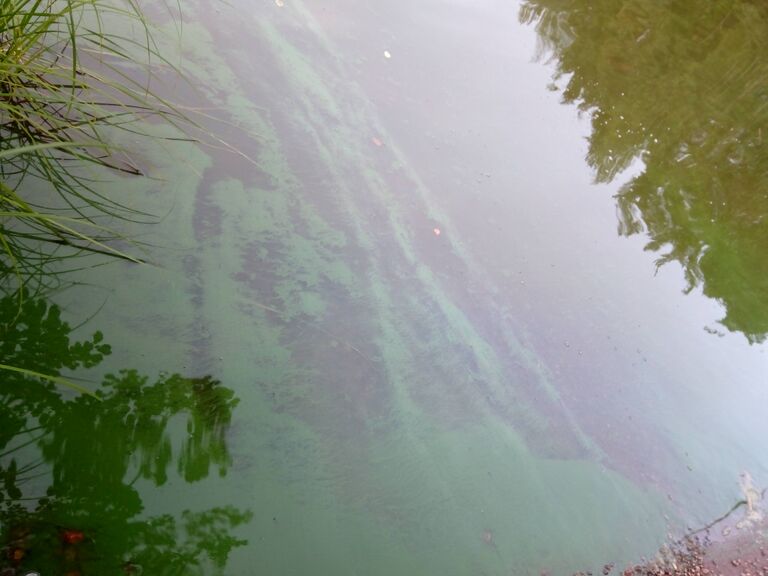 Jalanti (35.281.1.002)-Vuoltee-ObsIMG-201908221315-58.jpg