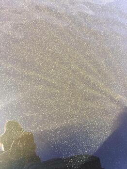 Puula (14.923.1.001)-Otavan Uimaranta-ObsIMG-201906251423-27.jpg