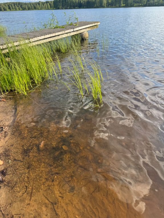 Toiviaisjärvi (04.552.1.013)-Valtakunnallinen sinileväseuranta (Kaarteenperä)-ObsIMG-202507021222-1751448238466.png