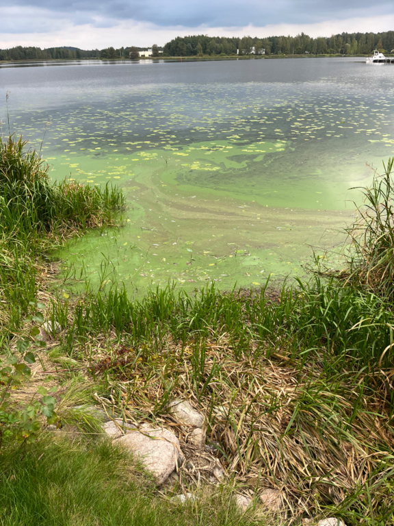 Vanajavesi (yhd.)-Uimahallin ranta-ObsALG-202509071700-68c64f7d95646.png