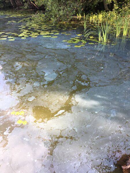 Tiedosto:Veckjärvi (17.004.1.001)-Hasselholman uimaranta-ObsIMG-201808010956-91.jpeg