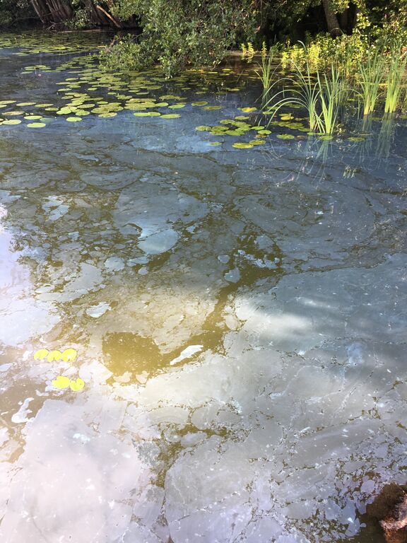 Veckjärvi (17.004.1.001)-Hasselholman uimaranta-ObsIMG-201808010956-91.jpeg