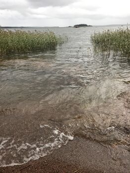 Ahvenkoskenlahti-Rotarien sinileväseuranta (Östernäs)-ObsIMG-202009081718-15.jpg