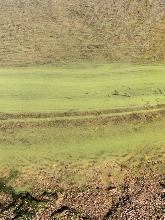 Pyhäjärvi (34.031.1.001)-Pehkuranta, Jokisuuntie-ObsALG-202006241120-47.jpeg