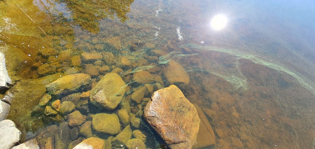 Nilakka (14.731.1.001)-Kolmikallio-ObsALG-202007151654-58.jpg