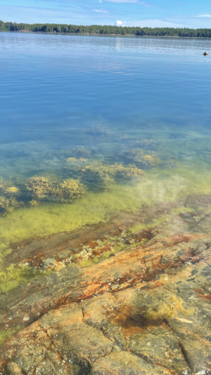 Porkkala-Jussarö-Rotarien sinileväseuranta (Gyltan)-ObsIMG-202406240940-667915276779f.png