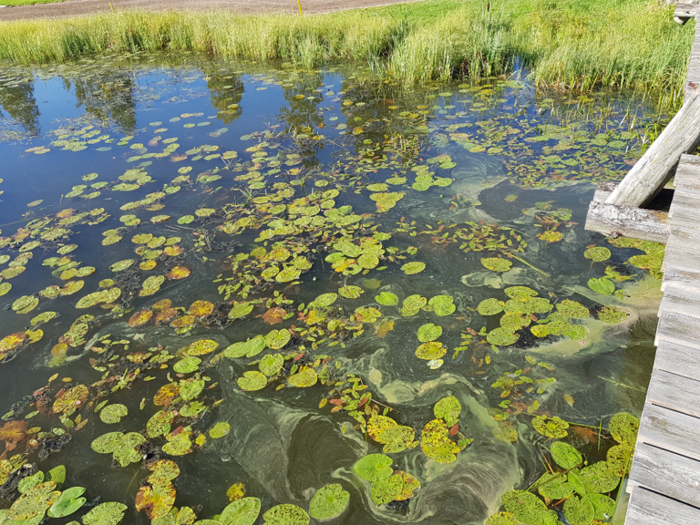 Syvä-Kumpunen (04.611.1.018)-Ranta-ObsIMG-202208301005-630db7d6cb046.png