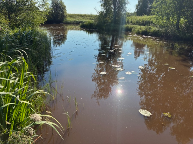 Teuronjoen alaosan alue (35.831)-Rotarien sinileväseuranta (Teuronjoki)-ObsIMG-202507090957-1752045522074.png