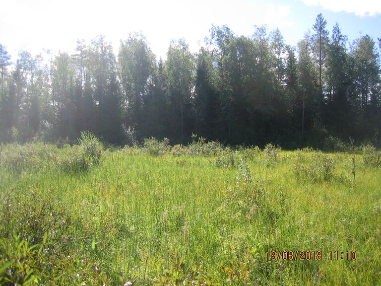 Saarilampi pohjoisesta.JPG