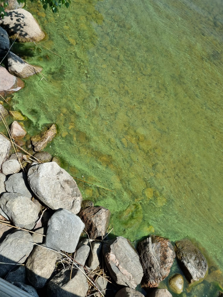 Saimaa (04.112.1.001)-Törnvuori-ObsIMG-202506281605-686b750da6227.png