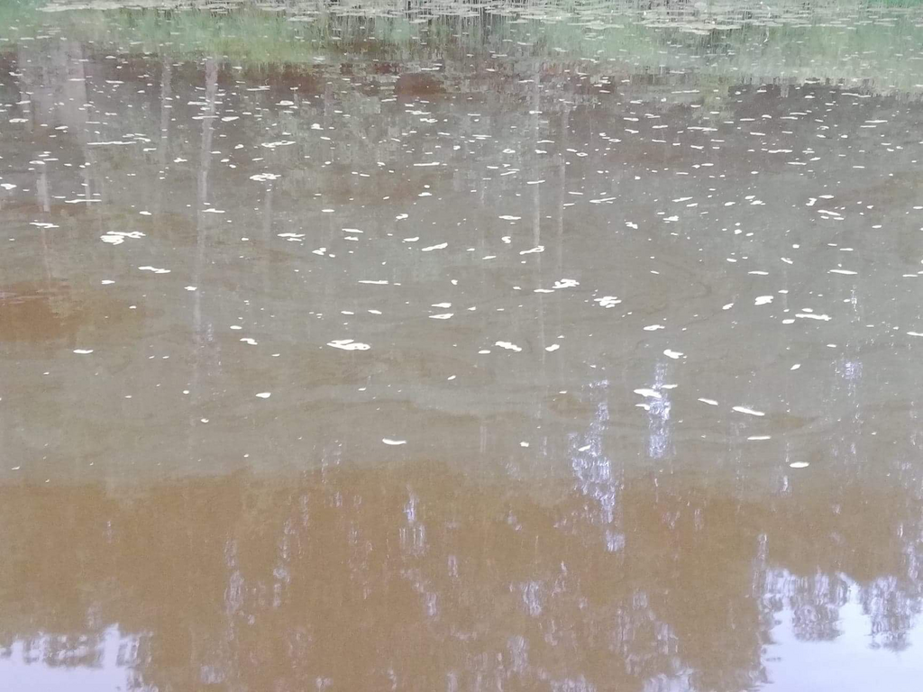 Eteläjoen alue (36.016)-Eteläjoen uimaranta Ahlainen-ObsIMG-201807270743-19.png