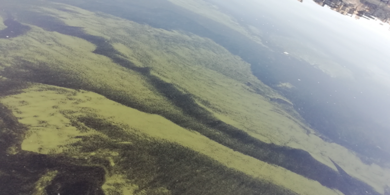 Tiedosto:Hailuoto - Kuivaniemi-Iin Röyttä, satama-allas-ObsIMG-202107042005-60e2efe44daa1.png