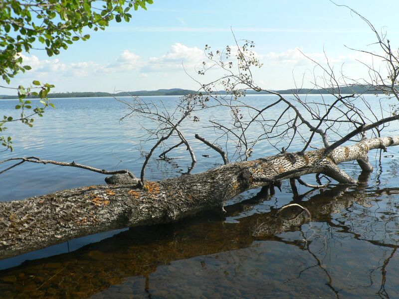 Tiedosto:Kannassaaren haapa.JPG