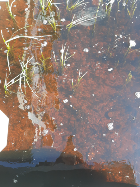 Tiedosto:Kirkkojärvi (35.535.1.001)-Valtakunnallinen sinileväseuranta (Terveystalon uimaranta)-ObsIMG-202506031215-1748942282805.png