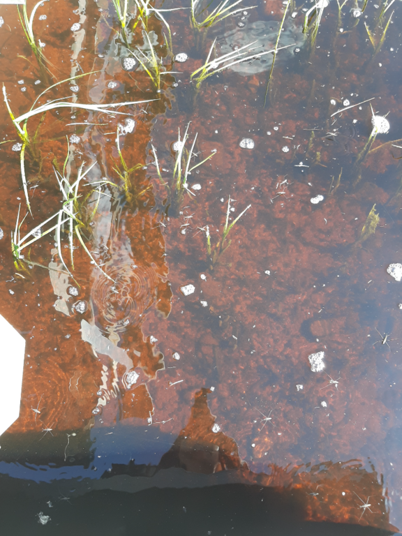 Kirkkojärvi (35.535.1.001)-Valtakunnallinen sinileväseuranta (Terveystalon uimaranta)-ObsIMG-202506031215-1748942282805.png