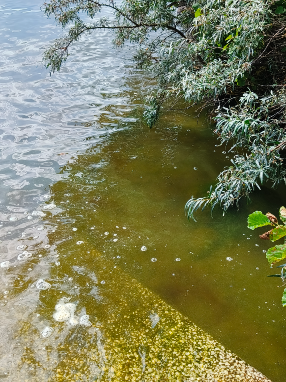 Pyhäjärvi (35.211.1.001)-Typynranta-ObsALG-202508101435-689884eb0a75d.png