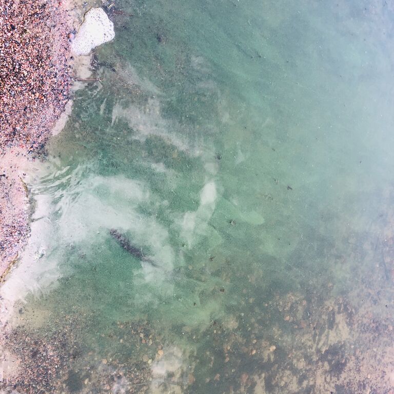 Saimaa (04.112.1.001)-Laajalahti-ObsIMG-201908101652-89.jpeg