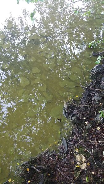 Tiedosto:20170802 205806.jpg