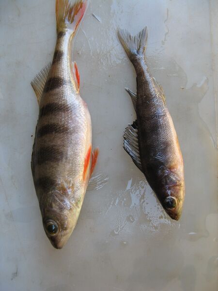 Tiedosto:Ahvenia, alempi on sininen.JPG