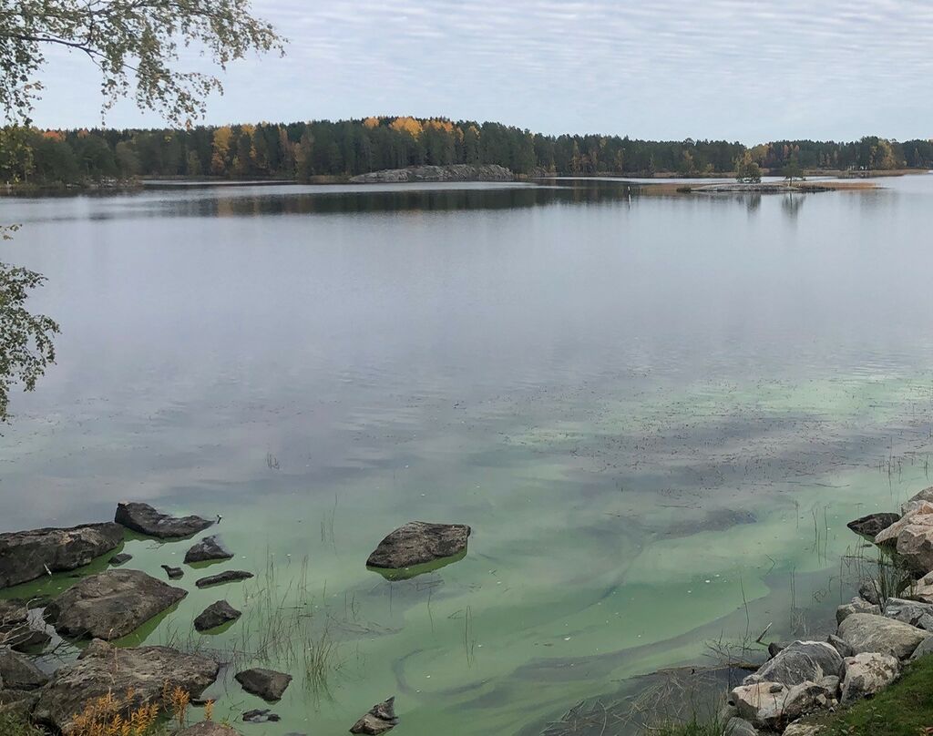 Kallavesi (yhd.)-Pirttiniemi-ObsIMG-202010011436-64.jpg