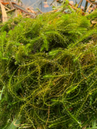 Koveroinen (14.246.1.001)/Koveroistenjärvi