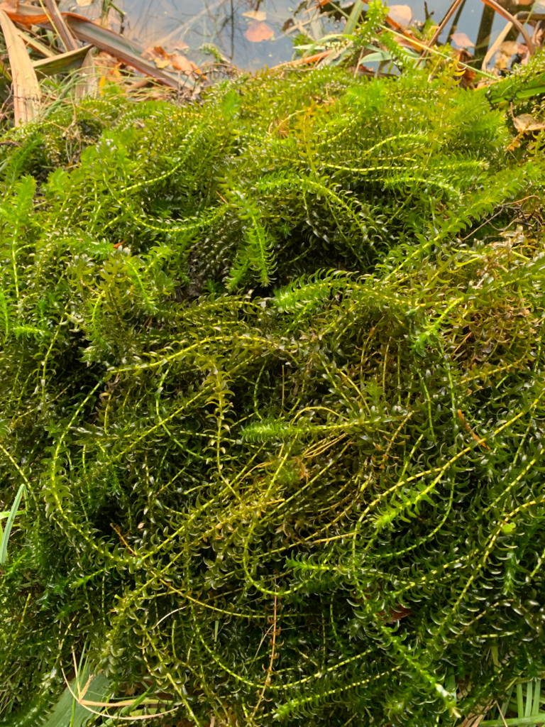 Koveroinen (14.246.1.001)-Koveroistenjärvi-ObsIMG-202508171543-68a3224c699f5.png