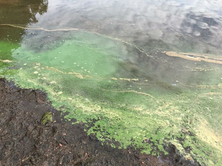 Pitkäjärvi (81.055.1.010)-Laaksolahden uimaranta-ObsALG-202006081434-14.jpg