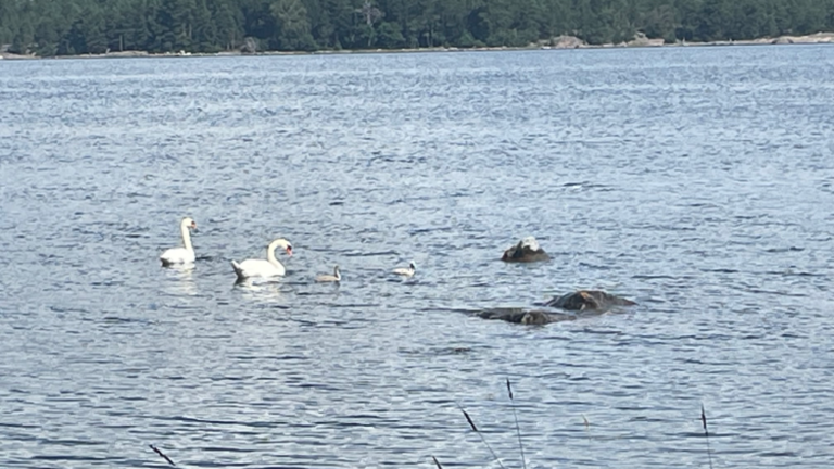 Porkkala-Jussarö-Rotarien sinileväseuranta (Gyltan)-ObsIMG-202407211204-669ccfbf540fe.png